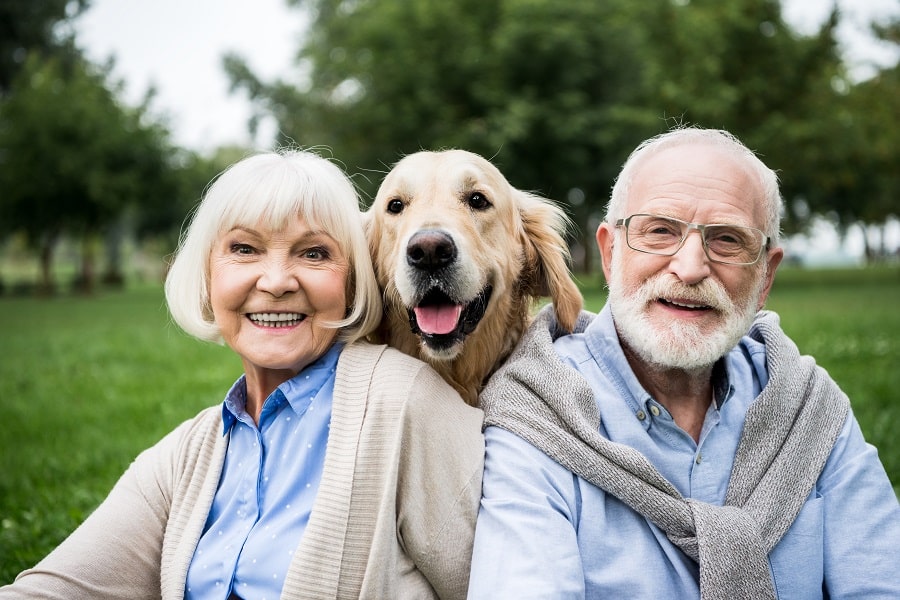 Elderly Dogs