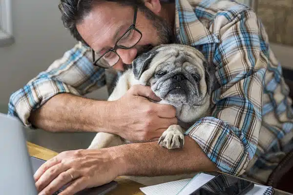 Elderly Dogs