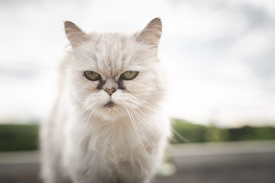 cats