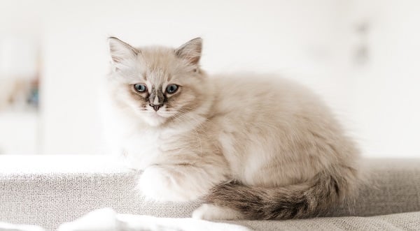 Cats
