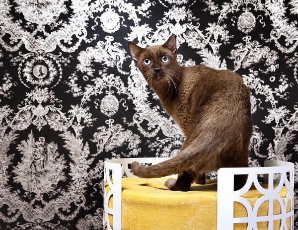Cats