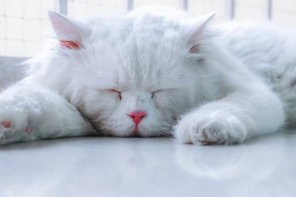 Cats