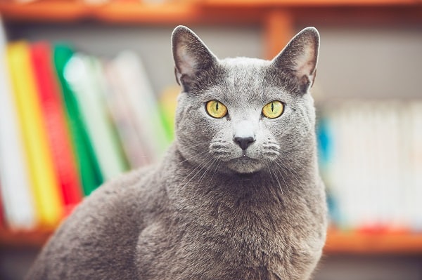 Cats