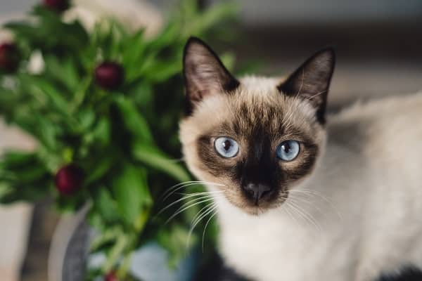 Cats