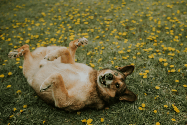 Dog